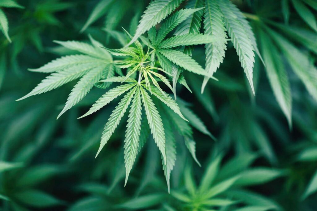 marijuana and guns