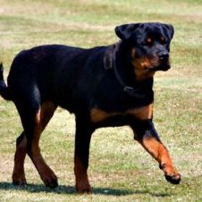Dog_rottweiler